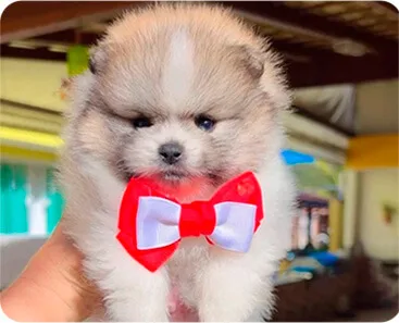 Filhotes de Spitz Alemão