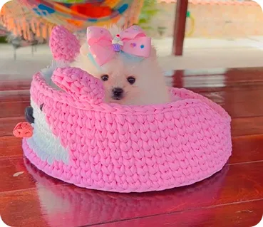 Filhotes de Spitz Alemão